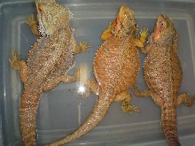 adult trio bearded dragons 2006