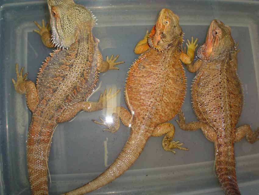 adult trio bearded dragons 2006