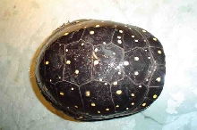 female spot B2