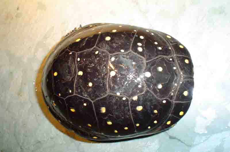 female spot B2