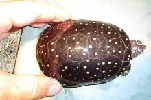 Spot female B3
