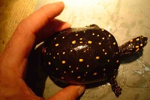 female spot B1