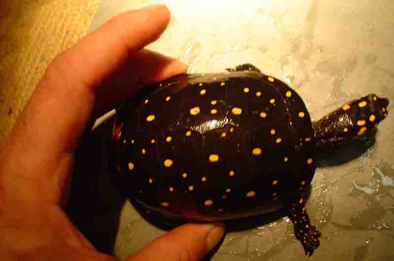 female spot B1
