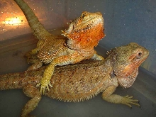females bearded breeders 2006