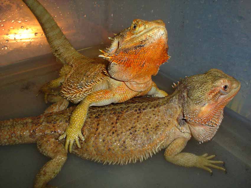 females bearded breeders 2006