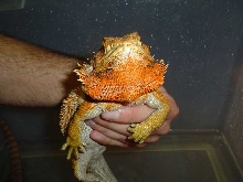 female georgia orange 2006