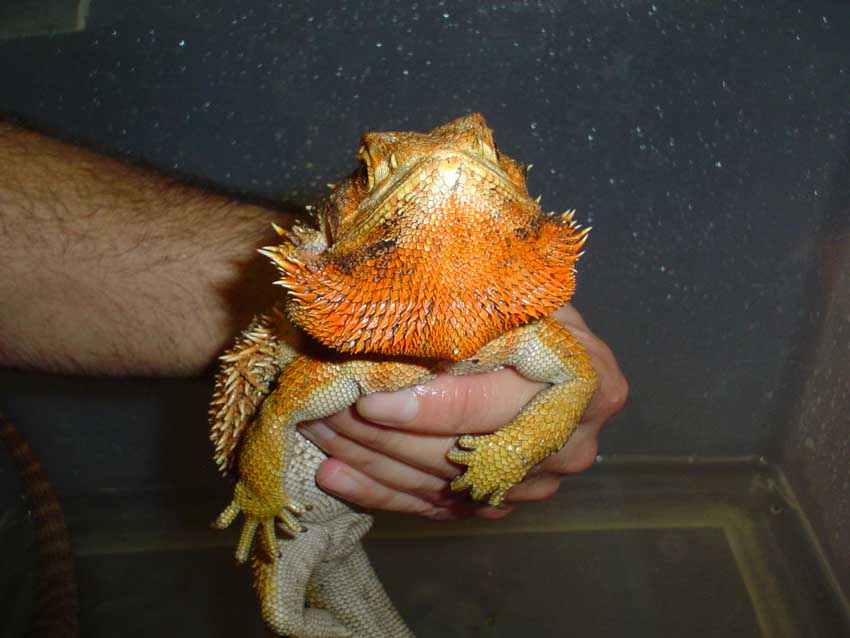 female georgia orange 2006