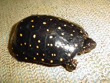 male spotted #1