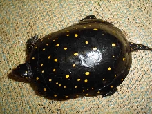 male sp. number one