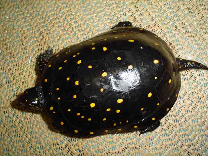 male sp. number one