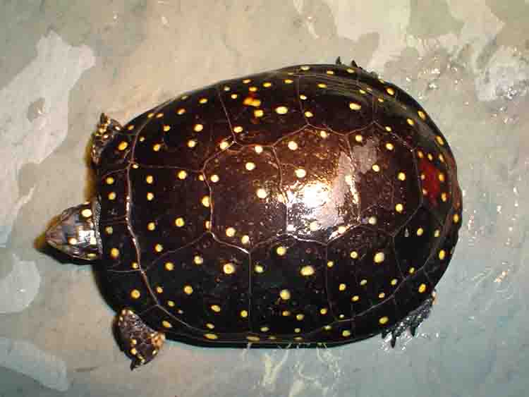 Female