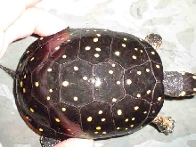 highly spotted female
