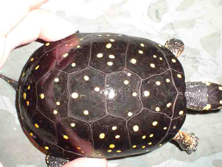 highly spotted female