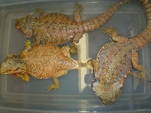 trio bearded dragons 2006