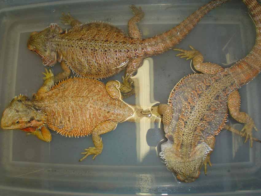 trio bearded dragons 2006