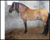 pasofinostallion