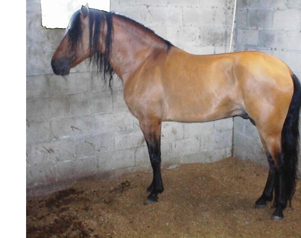pasofinostallion