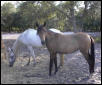 gruella filly