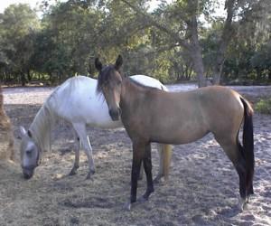 gruella filly