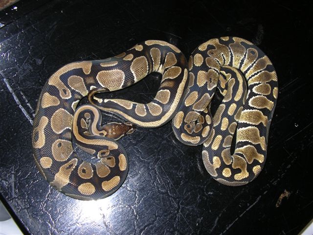 2 females