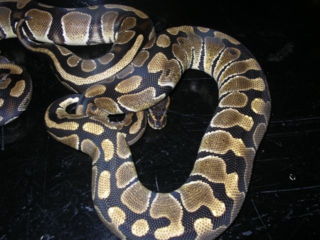 interesting female
