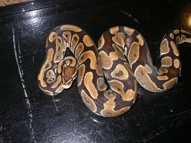 female body shot top view