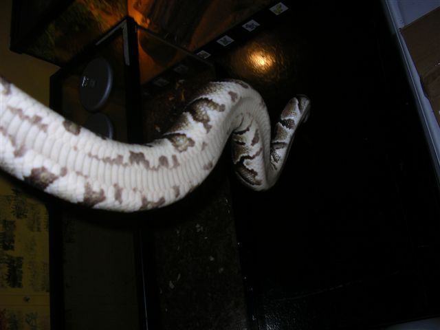female belly