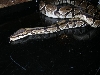 Female again