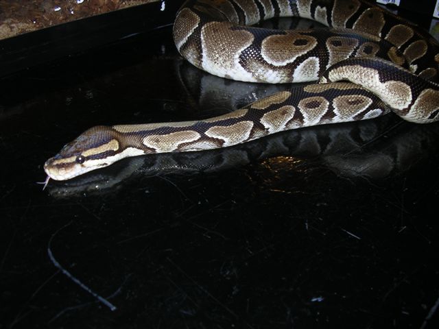 Female again