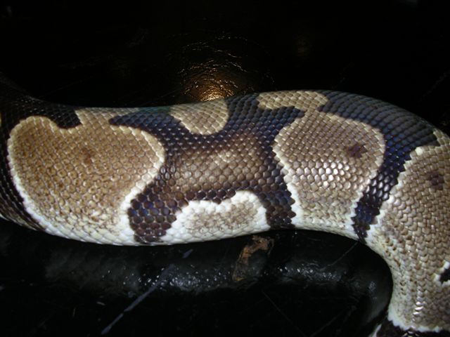 female blushing
