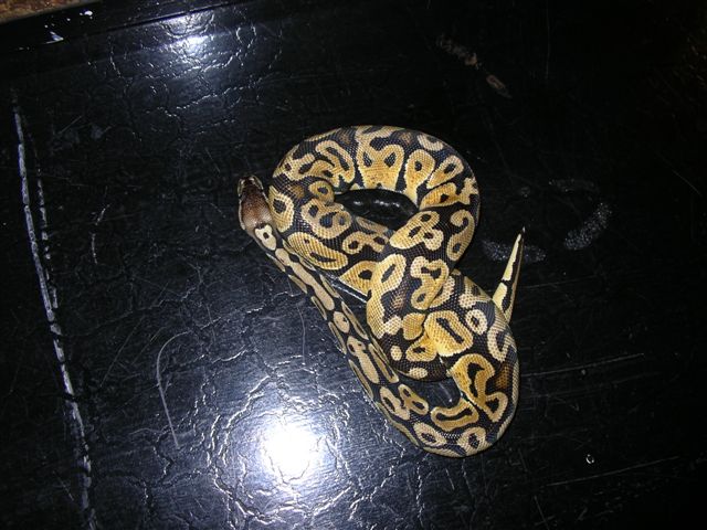 Pastel male1