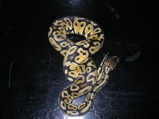 Pastel male 2
