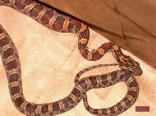 Corn Snake Just after a meal