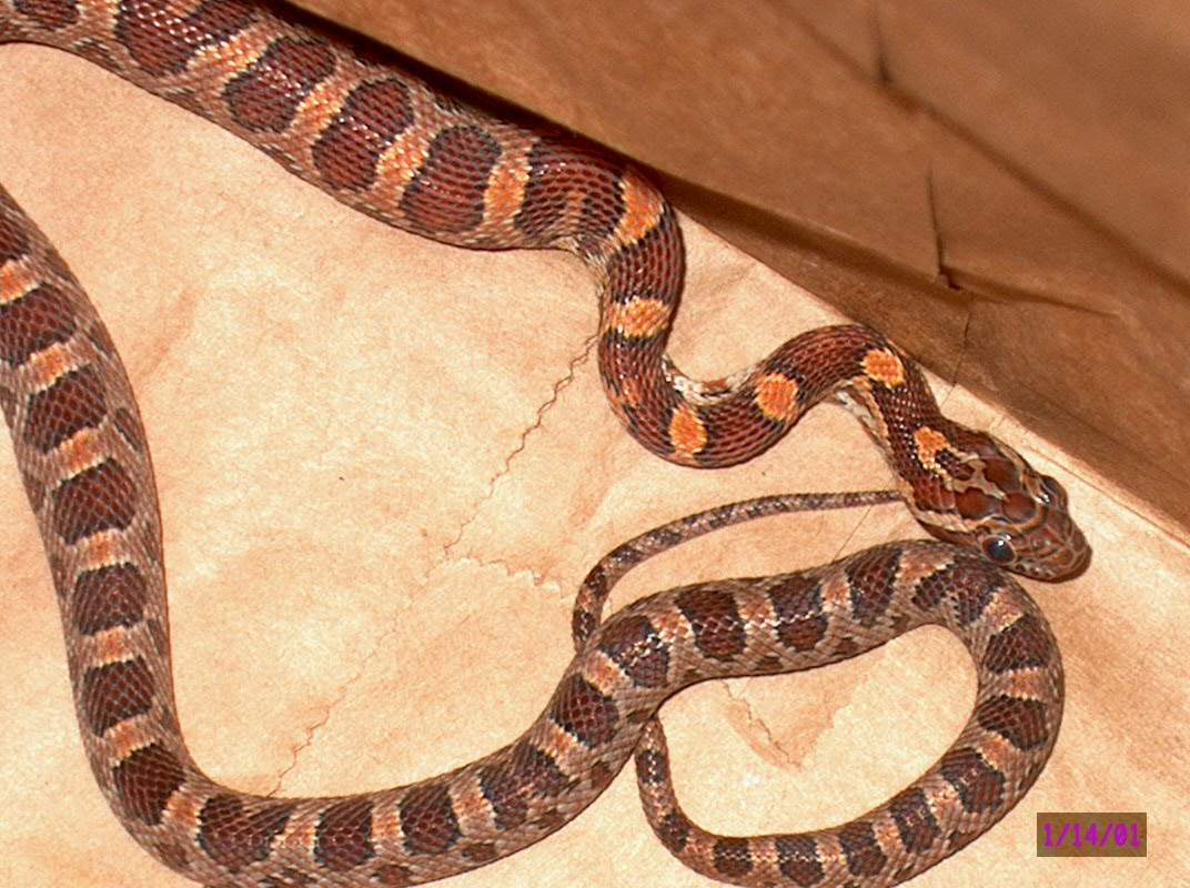 Corn Snake Just after a meal