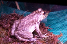 What kind of frog is this??