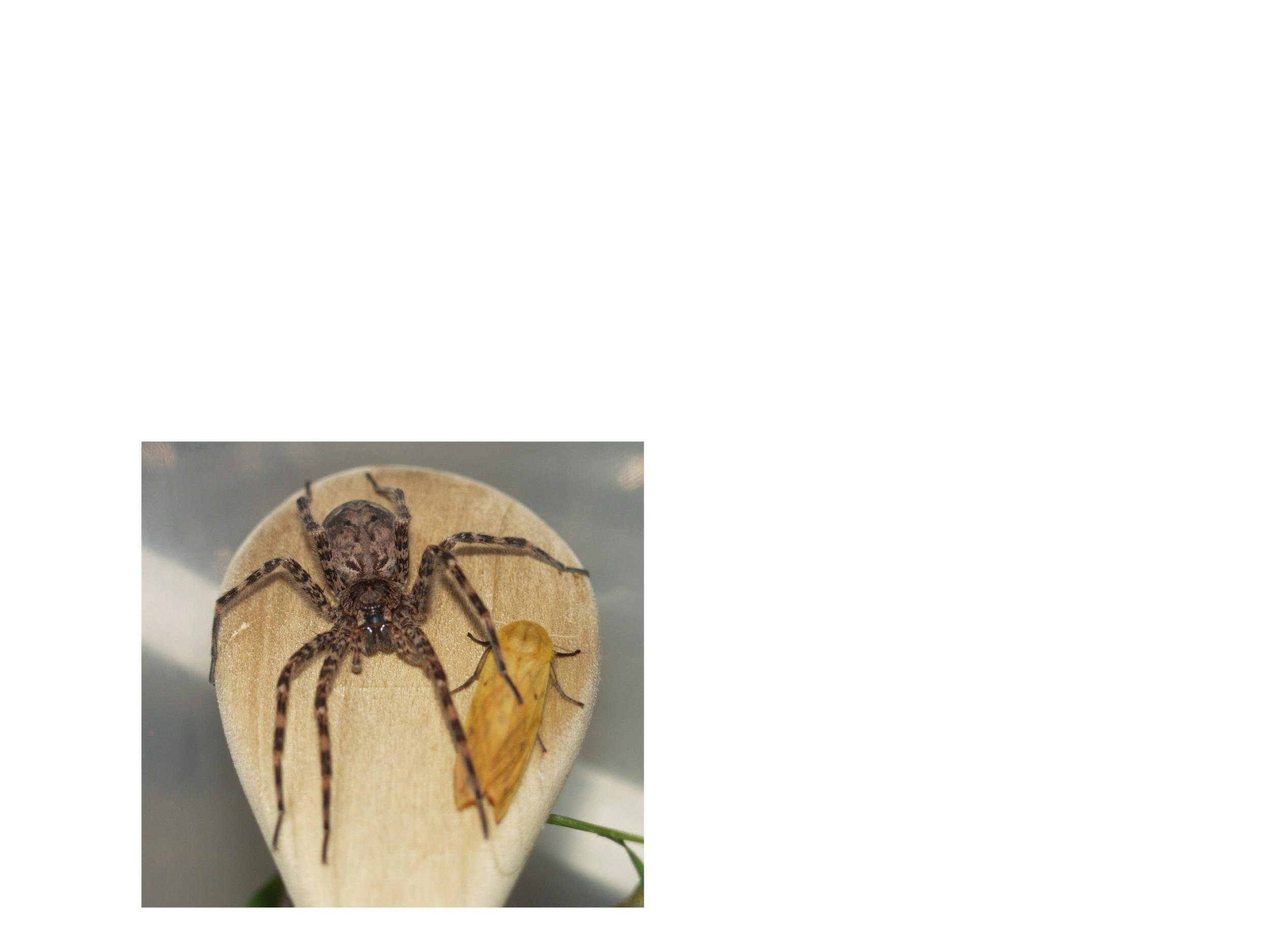 Morrisetta on a spoon