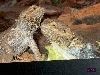 Bearded Dragons