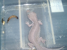 More of my Geckos