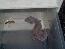 More of my Geckos 2