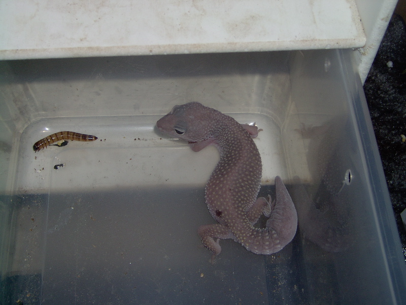 More of my Geckos 2