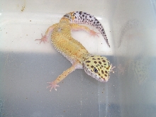 More of my Geckos 3