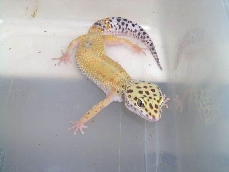 More of my Geckos 3