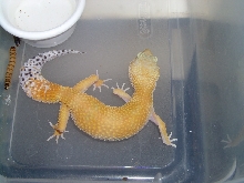My Geckos