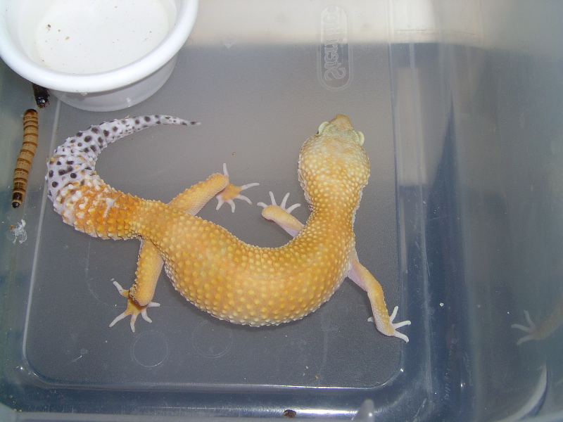 My Geckos