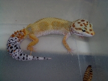 Leos!