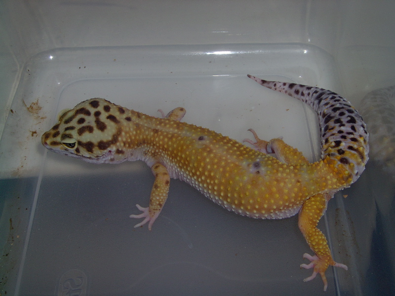 Leopard Gecko