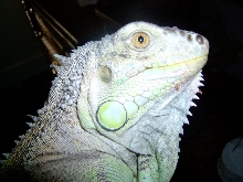 Dorris
