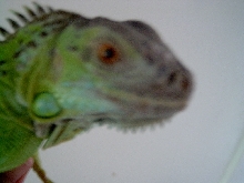 Franklin