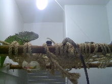 My Iguana House