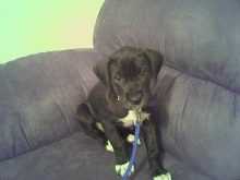 Mt New Dane Gypsy!
